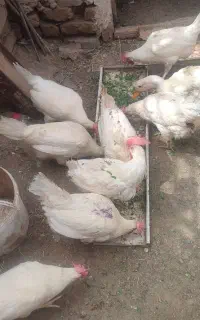4عدد مرغ سفید تخم گذار