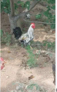 پاپر . گلپایگان
