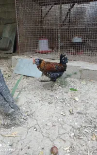 مرغ و خروس محلی اصل