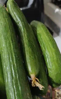 خیارتردوخوشمزه