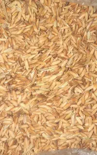 شلتوک یا شلب درجه 1 بذری امسال
