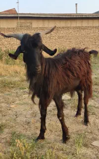 بزنر