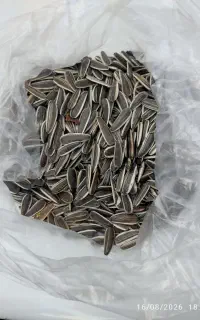 تخمه آفتابگردان اس ۳۰۰