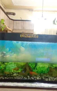 یه آکواریم بزرگ با ۷عدد ماهی