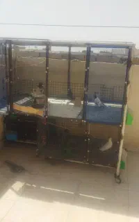 قفس کبوتر