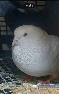 کبوتر