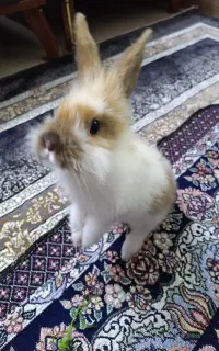 خرگوش لوپ