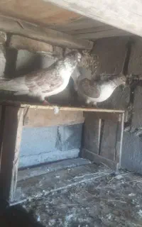 کبوتر ضمانتی