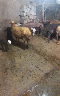 فروش گوسفند ماده با بره