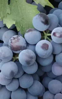 انگور