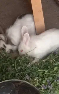خرگوش