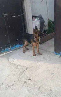 توله ژرمن تدی ۴ ماهه
