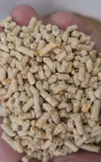 گندم و دان مرغ گوشتی و تخمگذار و بومی