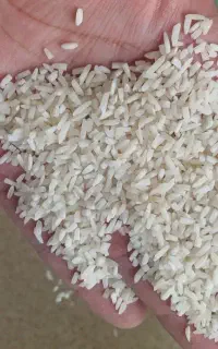 سرلاشه هاشمی درشت سورت شده