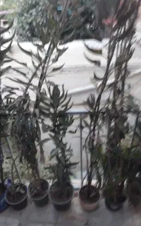 انواع گل