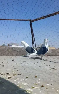 دوتا نر پریده برادر