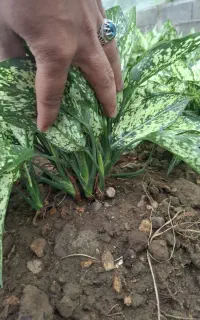 گل آگلونما برفی