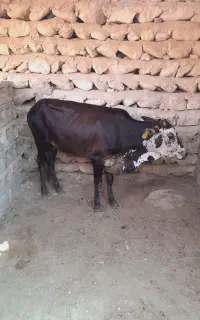گوساله نر