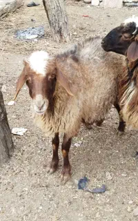 میش جوان داشتی .مولد