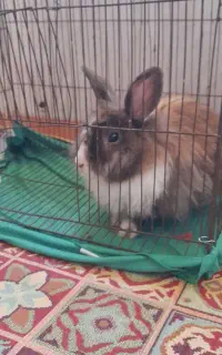 ۱ عدد خرگوش گپی