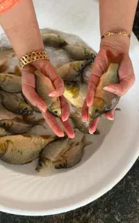 فروش بچه ماهی گرمابی