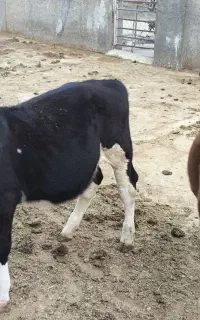 سیمینتال‌ماده