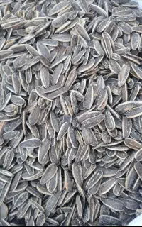 تخمه کانادایی لیمویی درجه یک فقط 330تومان