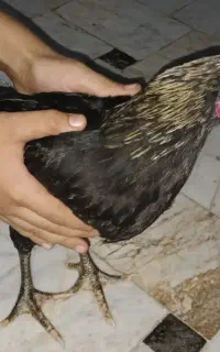 جوجه خروس ومرغ