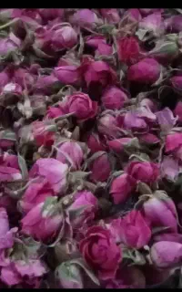 غنچه گل محمدی اعلا