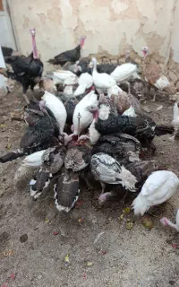 جوجه بوقلمون