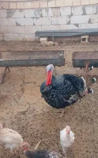 تربت جام روستای امقان