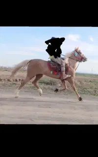 اسب  یورغ ه جوان به شرط راه وآبستنی بالا