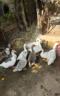 غاز دورگ