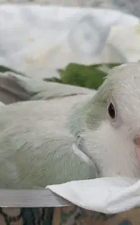 جوجه راهب