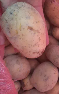 سیب زمینی آگریا درجه ۱