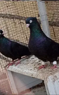 قرعه کشی کفتر