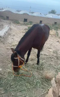 اسب نریون ترکمن