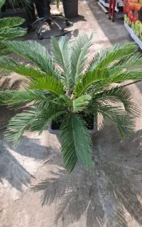 گیاه دیفن باخیا