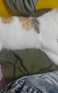 گربه کالیکو۶ماهه ماده