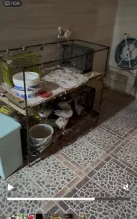 قفس
