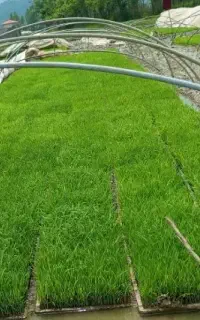 باکس نشاء (توم) هاشمی درجه یک پرپشت