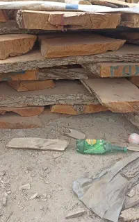 چوب گردو ۷ سانت