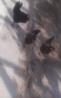 سه عدد مرع سیاه