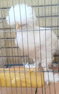 مرغ سلطان