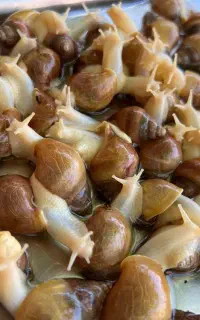 حلزون اچاتینا آلبینو۴ماهه ارسال رایگان۵جفت به بالا