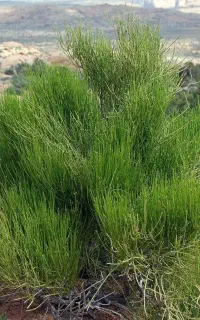فرصت طلایی در دل طبیعت