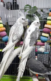عروس هلندی از همه نوع