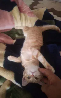 گربه خونگی