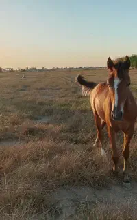 اسب سواری عربی