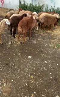گوسفند ۱۳عددنروماده